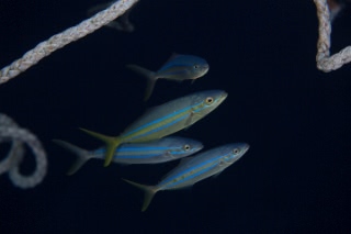 「無題」のサムネイル画像