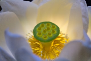 「即非蓮?」のサムネイル画像