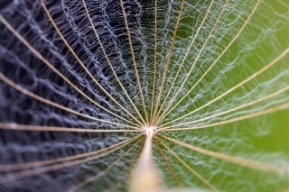 「タンポポ」のサムネイル画像