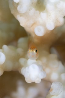 「無題」のサムネイル画像