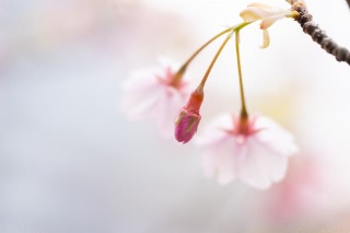 「アタミザクラ」のサムネイル画像