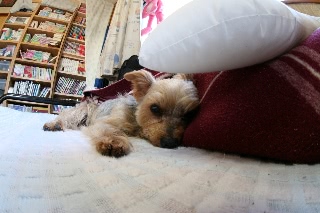 「ヨークシャー・テリア(Yorkshire Terrier)」のサムネイル画像