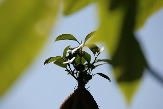 「ガジュマル」のサムネイル画像