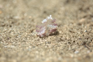 「無題」のサムネイル画像