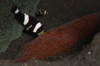 「クマノミ(Anemonefish)」のサムネイル画像