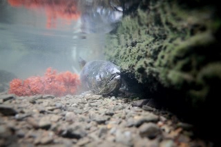 「シロザケ」のサムネイル画像