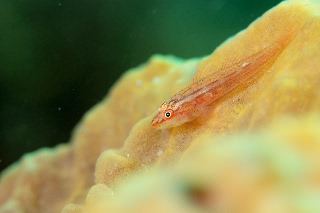 「スケロクウミタケハゼ」のサムネイル画像