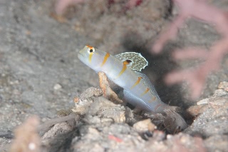 「ニチリンダテハゼ(Randall's prawn-goby)」のサムネイル画像