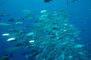 「ギンガメアジ(Bigeye trevally)」のサムネイル画像