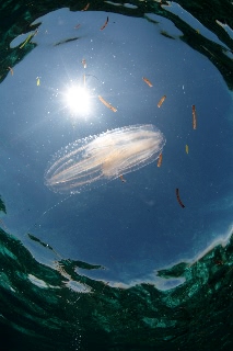 「ツノクラゲ」のサムネイル画像