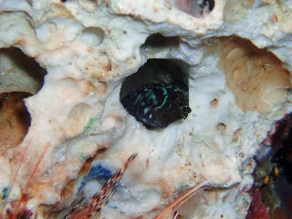 「カエルウオの仲間」のサムネイル画像