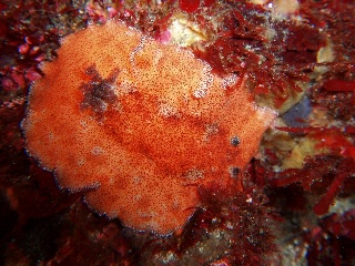 「ネズミウミウシ」のサムネイル画像