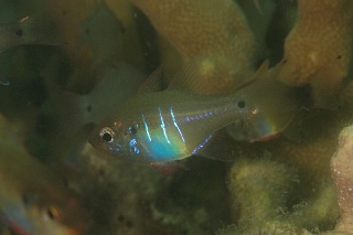 「無題」のサムネイル画像