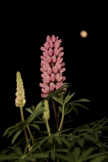 「ルーピン（ルピナス）・ラッセル・ミックス(Lupin)」のサムネイル画像