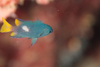 「フィリピンスズメダイ」のサムネイル画像