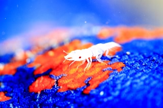 「ソメワケウミクワガタ」のサムネイル画像