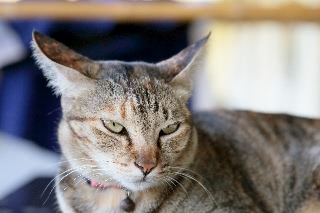 「ネコ」のサムネイル画像