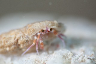 「サメハダヤドカリ」のサムネイル画像