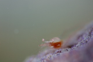 「ヒメイソギンチャクエビ(Popcorn shrimp,ポップコーンシュリンプ)」のサムネイル画像