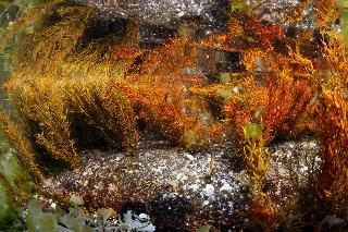 「無題」のサムネイル画像