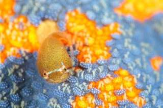 「ホテイウオ(ゴッコ)」のサムネイル画像