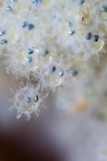 「ヤリガジ」のサムネイル画像