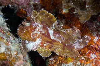 「ハダカハオコゼ」のサムネイル画像