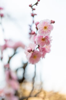 「ウメ」のサムネイル画像