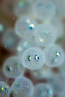 「ヒゲキタノトサカ」のサムネイル画像