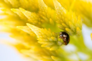 「フタホシテントウ」のサムネイル画像