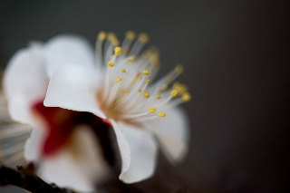 「ウメ」のサムネイル画像