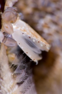 「ホタテガイ」のサムネイル画像