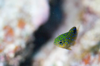 「ルリホシスズメダイ」のサムネイル画像