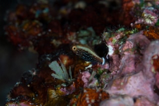 「無題」のサムネイル画像