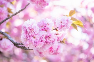 「ヤエザクラ」のサムネイル画像