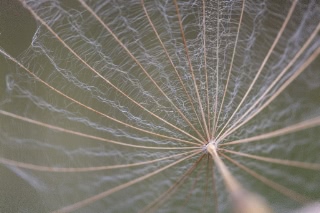 「タンポポ」のサムネイル画像