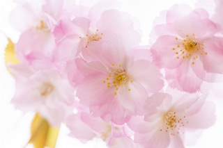 「マツマエハヤザキ(ナデン,南殿)」のサムネイル画像