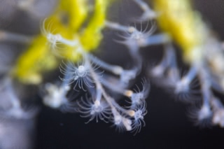 「ウミヒドラの仲間」のサムネイル画像