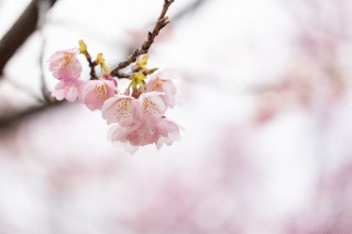 「アタミザクラ」のサムネイル画像