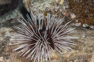 「ウニの仲間」のサムネイル画像