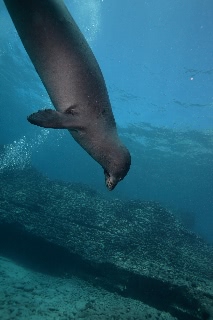「ハワイモンクアザラシ(Hawaiian monk seal)」のサムネイル画像