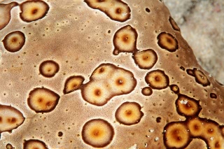 「ジャノメナマコ」のサムネイル画像