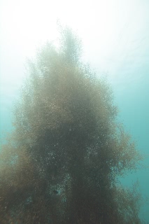 「マメタワラ」のサムネイル画像