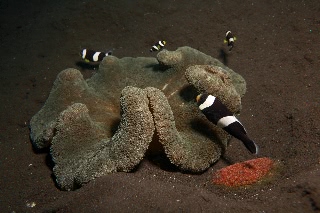 「クマノミ(Anemonefish)」のサムネイル画像