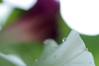 「桔梗咲き朝顔」のサムネイル画像