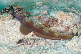 「metallic shrimp-goby(メタリックシュリンプゴビー)」のサムネイル画像