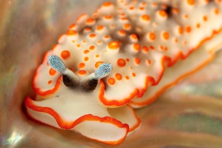 「ハナオトメウミウシ」のサムネイル画像