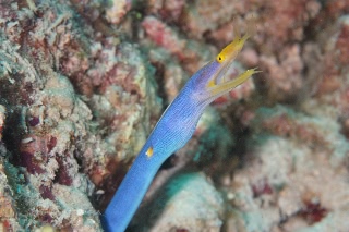 「ハナヒゲウツボ(blue ribbon eel)」のサムネイル画像