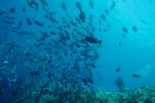 「ギンガメアジ(Bigeye trevally)」のサムネイル画像