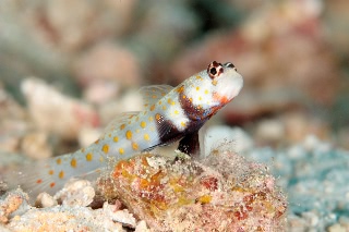 「ヤマブキハゼ(Orange-spotted shrimp Goby)」のサムネイル画像